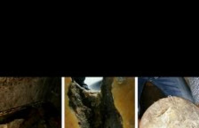 ضبط ٢ طن جبن فاسد بالأسواق