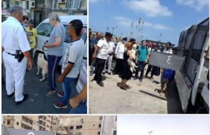 قرار محافظ الإسكندرية بعدم سير الكلاب بدون كمامة أو رخصة