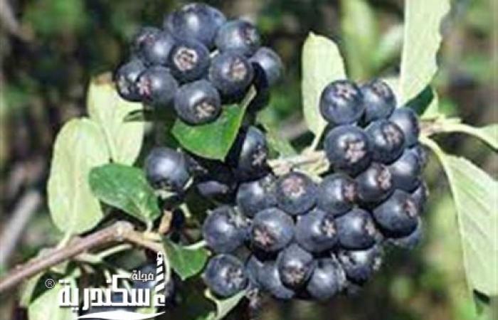 قافلة إرشادية للتوعية بمكافحة الحشائش الضارة ب "عنب الدُب"