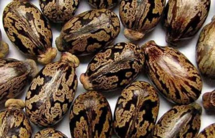 تعرف على مخاطر "حبة الملوك" التي حذر منها مركز سموم الإسكندرية