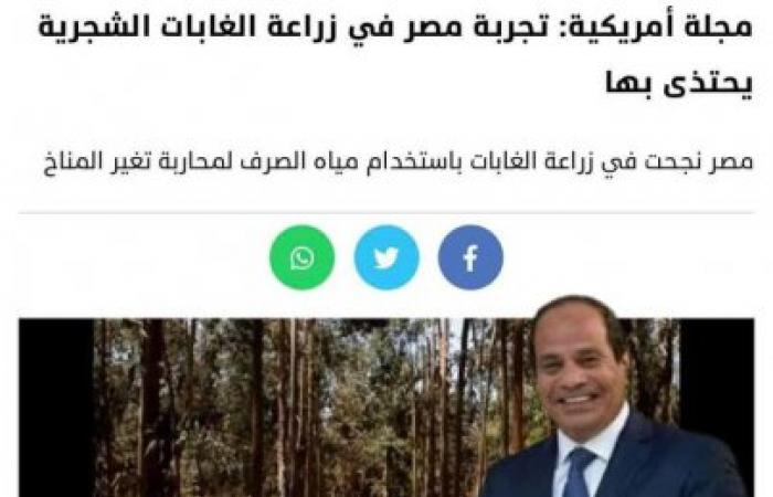 شعبة الأخشاب : نجاح الغابات الشجرية في مصر سيخفض من استيراد بعض أنواع الأخشاب من الخارج