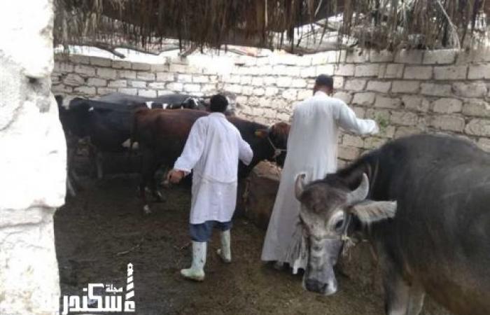 تحصين 500 ألف رأس ماشية ضد الأمراض الوبائية