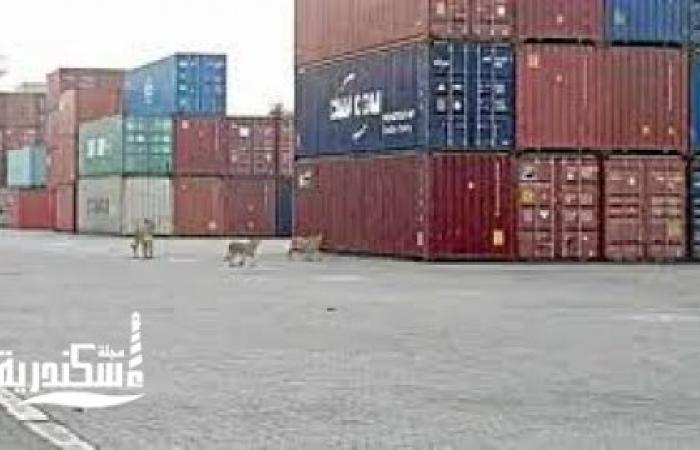 انتظام حركة الملاحة بميناء الإسكندرية وبلوغ حجم البضائع المتداولة إلى١٧١٤٣٢ طنا