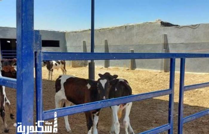 «زراعة الإسكندرية»: 113 من المربين تقدموا للاستفادة بـ«البتلو»