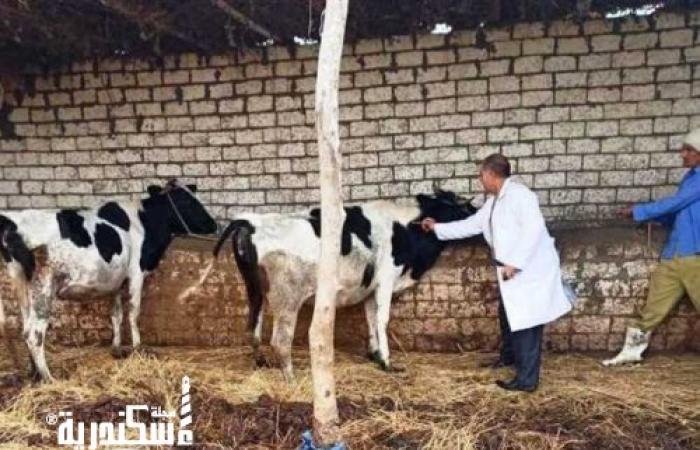 تحصين 82 ألف رأس ماشية وطائر ضد الحمى القلاعية والنيموباك والانفلونزا بالإسكندرية