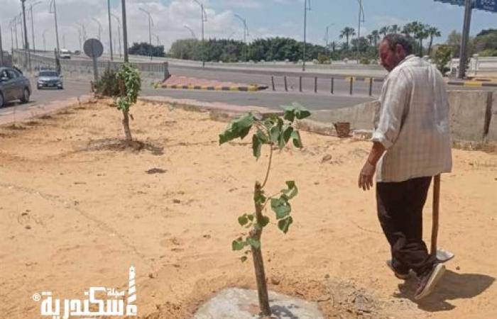 ضمن مبادرة 100 مليون شجرة......الإسكندرية تنتهي من زراعة 109 آلاف شجرة
