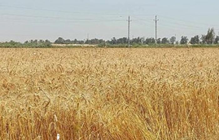 انتهاء توريد القمح المحلي للموسم الحالي.... بكامل استيعاب 208 ألف و180 طن قمح