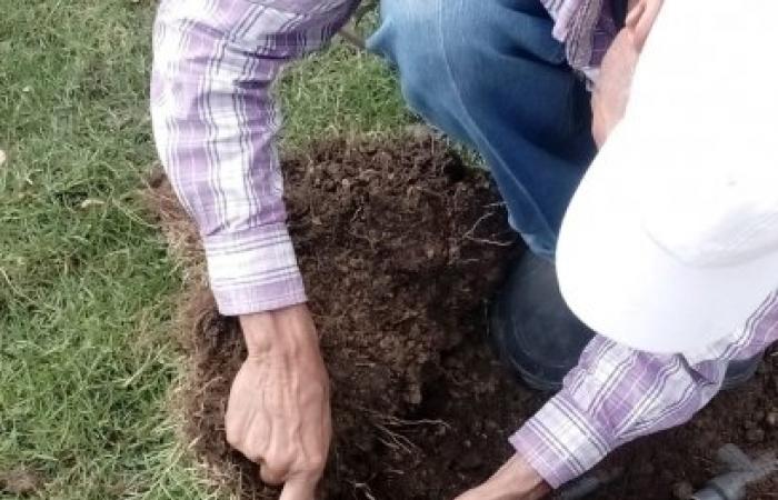 إدارة الحدائق بحي ثان المنتزة تواصل أعمال تجميل و تطوير المسطحات الخضراء