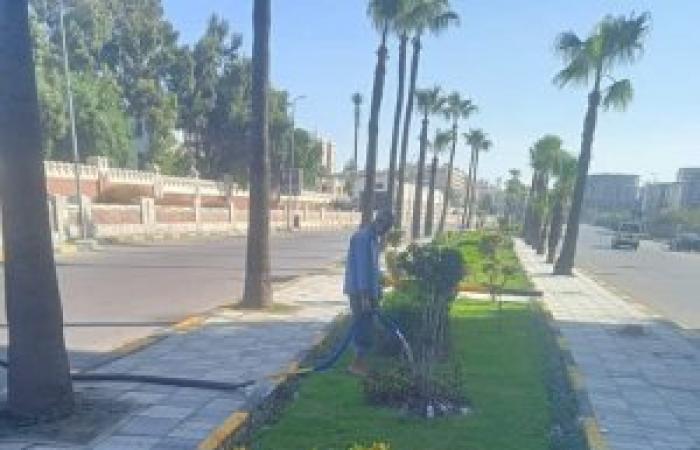 حى المنتزه ثان .....رفع كفاءة وزراعة الأشجار بالمندرة والمعمورة  ضمن "100 مليون شجرة"