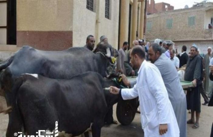 مديرية الطب البيطري بالإسكندرية تحصن 66 ألف رأس ماشية ضد الأمراض الموسمية