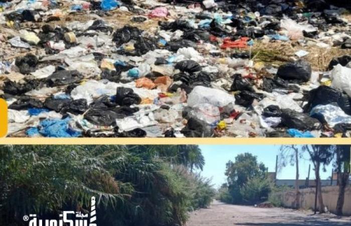 محافظ الإسكندرية...رصد أي تجمعات للقمامة في الشوارع والتنسيق مع شركة النظافة لازالتها اول بأول