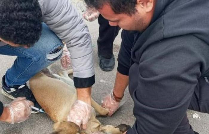 حملة مكبرة لتطعيم عدد 13 من الكلاب الضالة أمام حديقة الشلالات استجابة لشكوي واردة