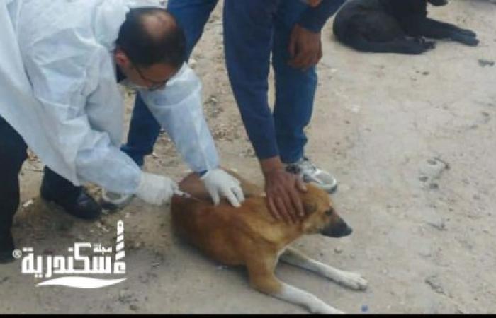 حي غرب ....ينفذ حملة لتطعيم الكلاب الضالة وتطعيم وتعقيم ١٤ حالة بنطاق الحي
