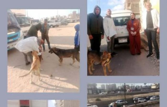 بالتنسيق مع الطب البيطري.. تطعيم 20 حالة من الكلاب الضالة أمام مدرسة البكاتوشي بالإسكندرية