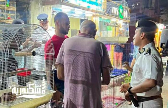 حملات مكثفة لإزالة الإشغالات وضبط الشارع في حي شرق الإسكندرية