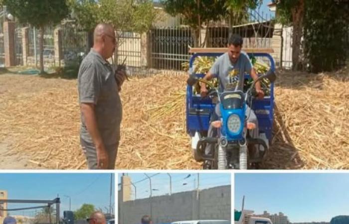 حي العجمي يواصل جهوده لمكافحة ظاهرة النباشين.. والتحفظ على ٤ تريسكل خلال حملة برئاسة رئيس الحى