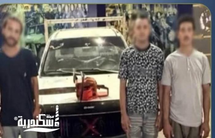ضبط متهمين بقطع وتهريب أشجار بالإسكندرية بعد تداول فيديو الواقعة