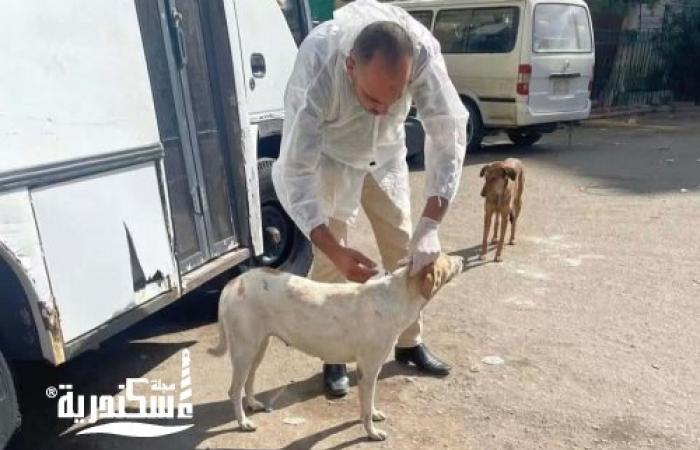 نشاط مكثف لحى الجمرك بالإسكندرية: حملات لإزالة الإشغالات وتجميل الحدائق وتحصين الكلاب الضالة