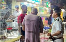 حملات مكثفة لإزالة الإشغالات وضبط الشارع في حي شرق الإسكندرية