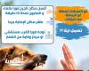 بالتزامن مع اليوم العالمي للسعار.. "صحة الإسكندرية" تنشر إرشادات التعامل الفوري مع العقر وتحدد مراكز تلقي العلاج